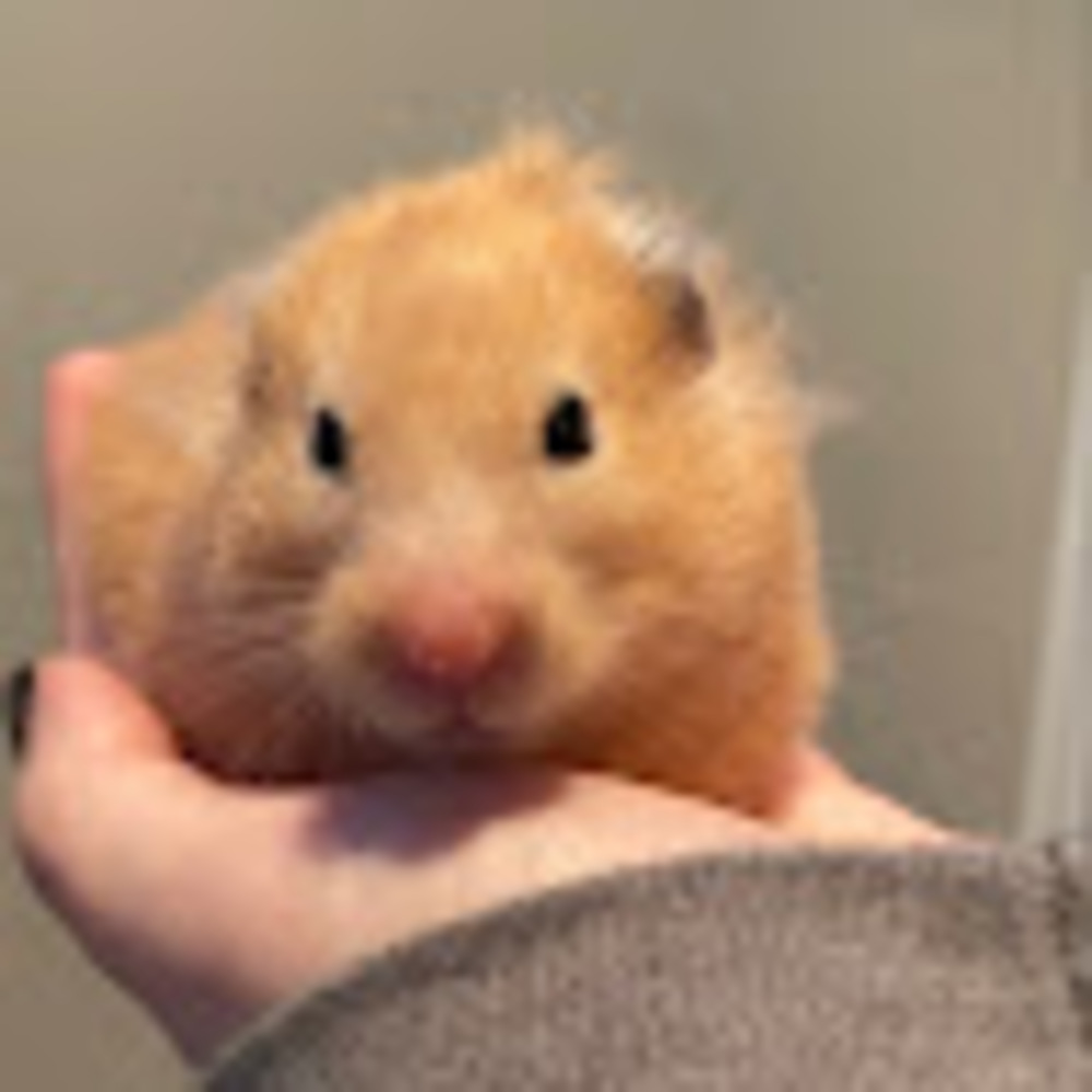 Meet your Posher, Autumn